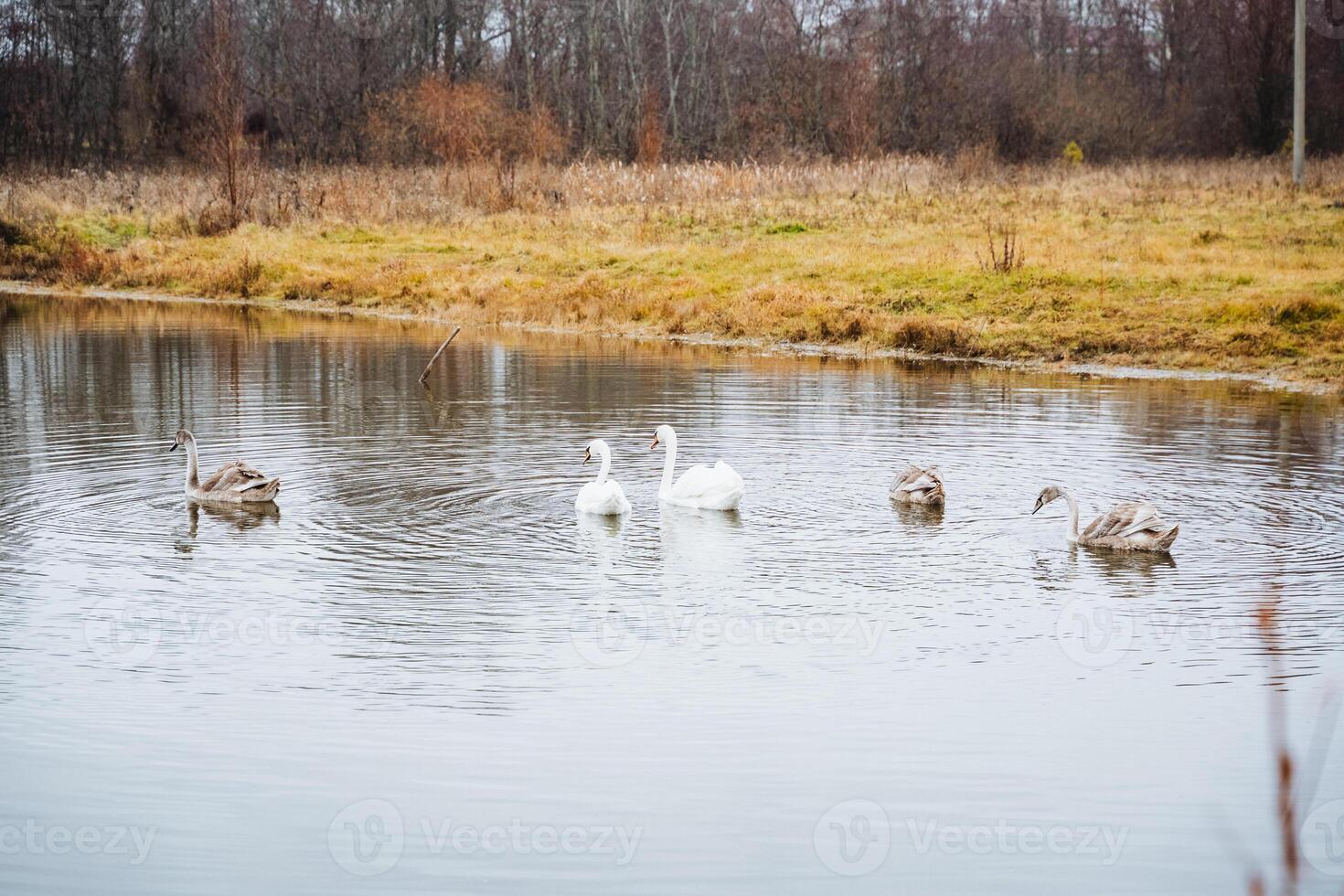 A charming group of ducks glides and swims in a serene pond, creating soft ripples on the tranquil waters surface as they move effortlessly, enjoying their surroundings photo