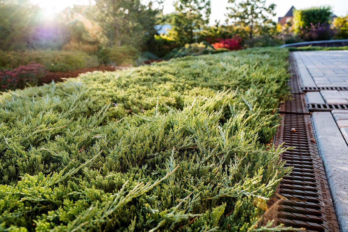 There is a drain located within a beautiful garden, right beside a vibrant, lush green field filled with various types of plants and foliage, creating a serene natural landscape photo