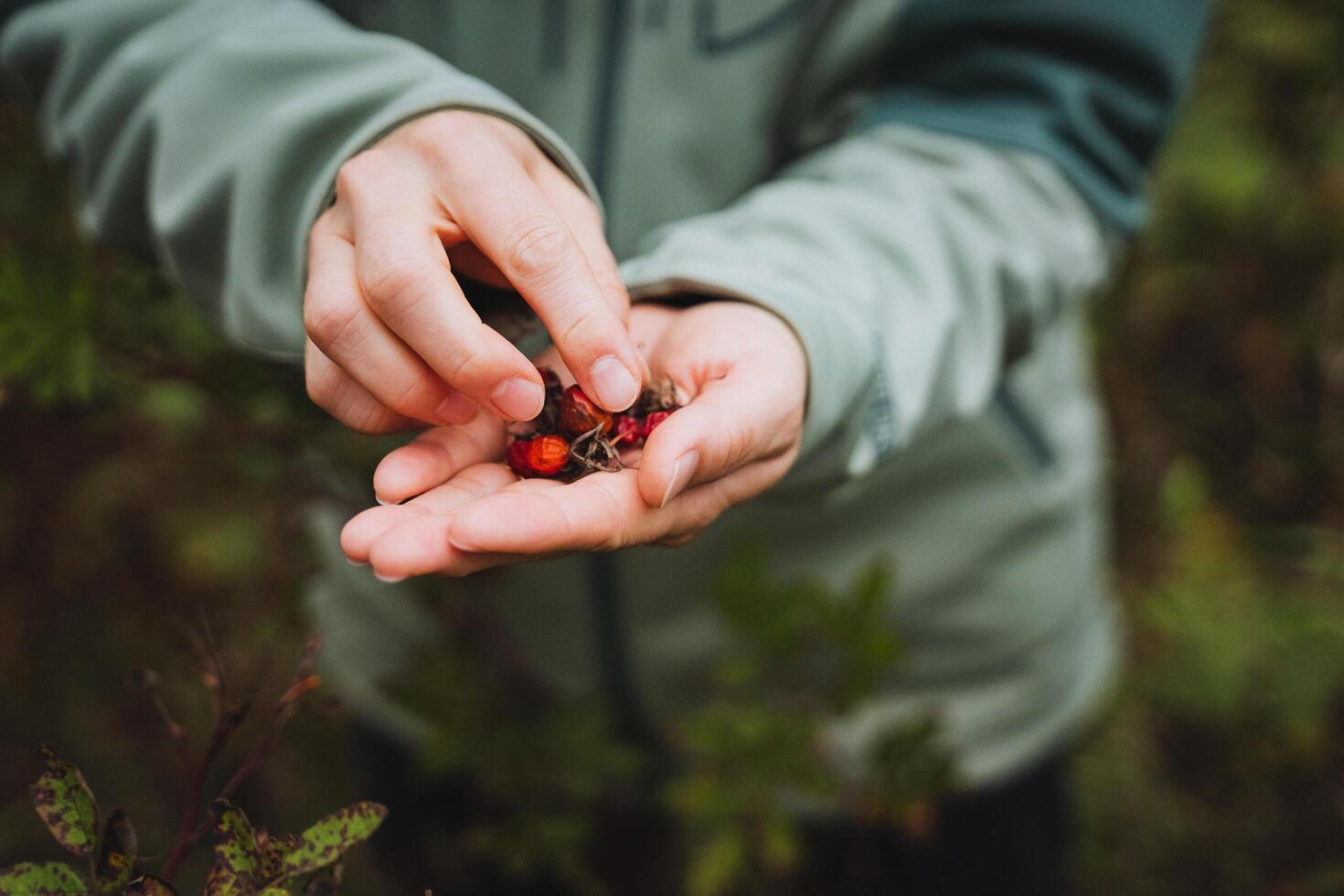 Natures Harvest A CloseUp of Hands Collecting Delicious Wild Berries in a Beautiful Natural Setting, Celebrating Fresh and Healthy Food photo