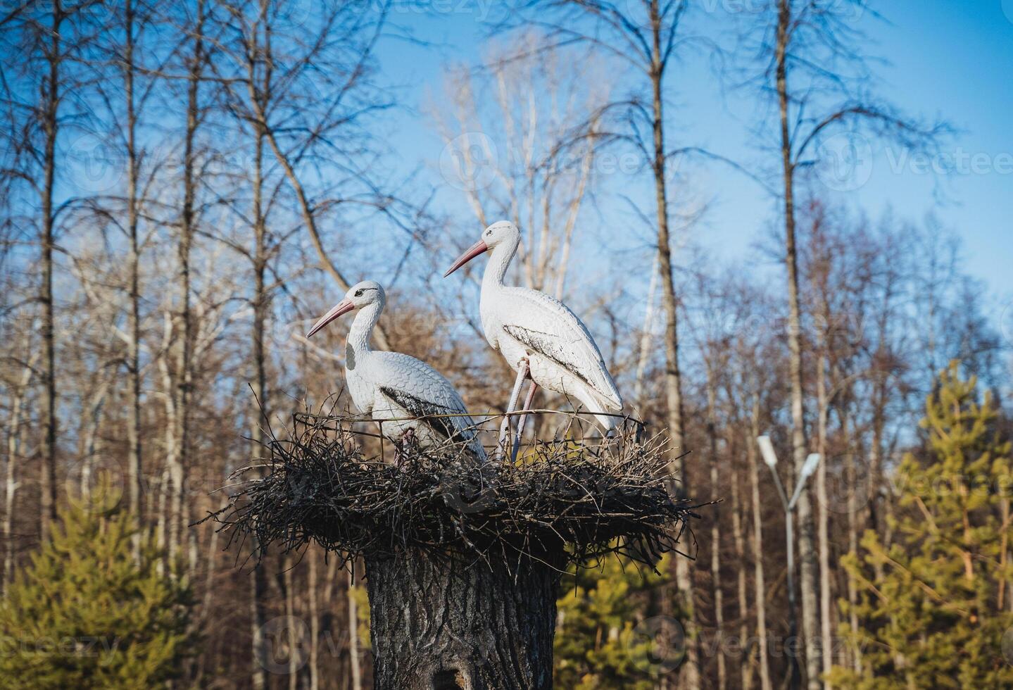 In a serene natural landscape, two elegant storks are gracefully sitting in their nest, which is perched on a tall tree stump that rises above the surrounding grass and plants photo