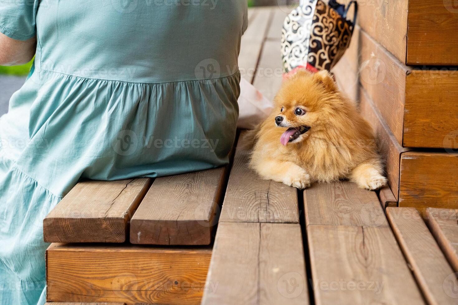 A cute Pomeranian relaxes on a wooden bench outdoors with its owner, perfectly capturing the moment photo