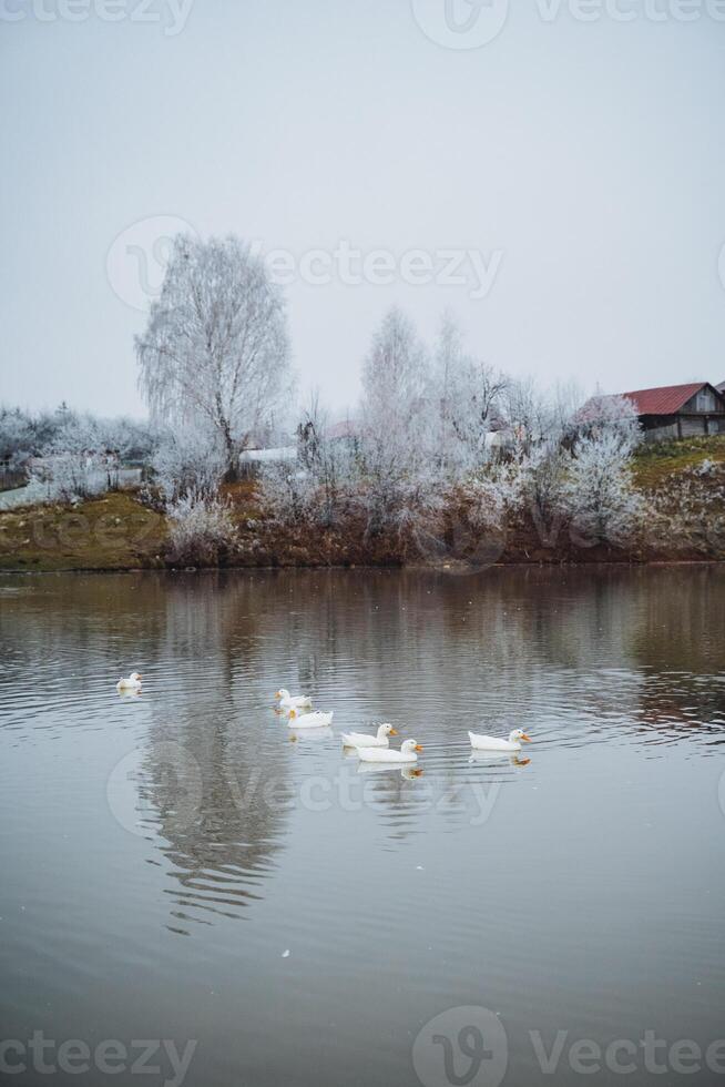 A peaceful and serene winter scene showcases ducks happily swimming in calm waters that beautifully reflect frosty trees and a rustic house nearby photo
