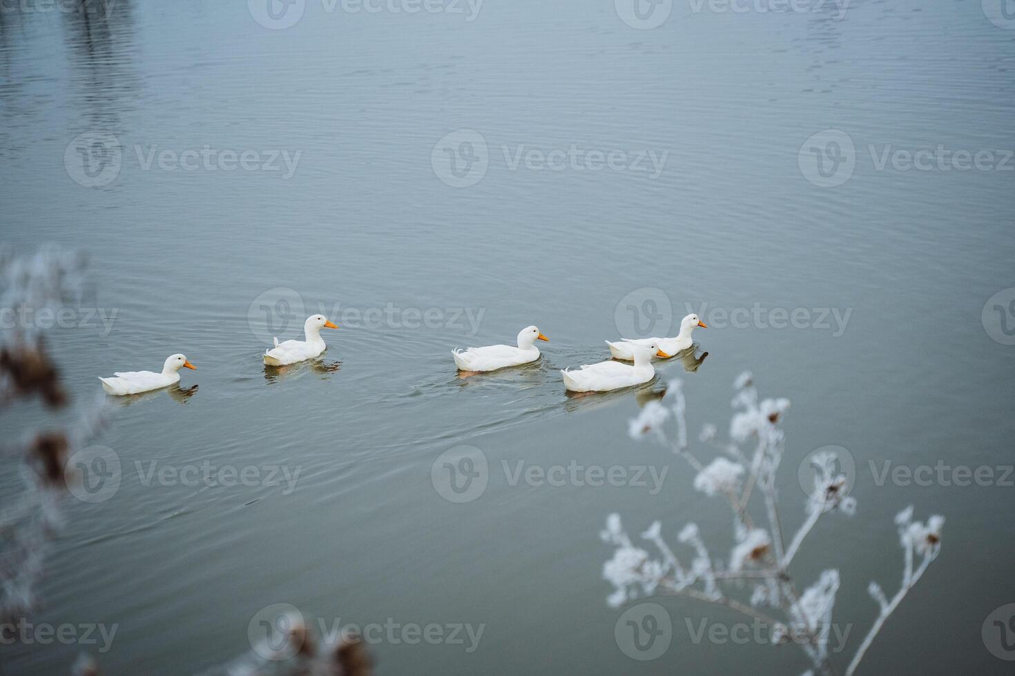 A charming and serene winter scene unfolds with ducks gracefully swimming on a calm pond, surrounded by a frosty, frozen landscape photo