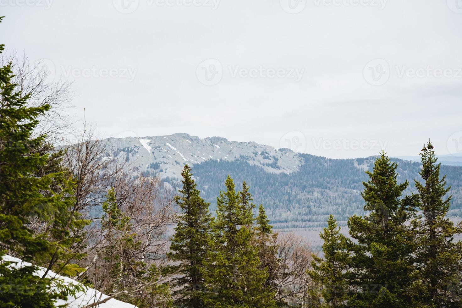 Larch trees cover snowcovered slopes with majestic mountains in the background photo