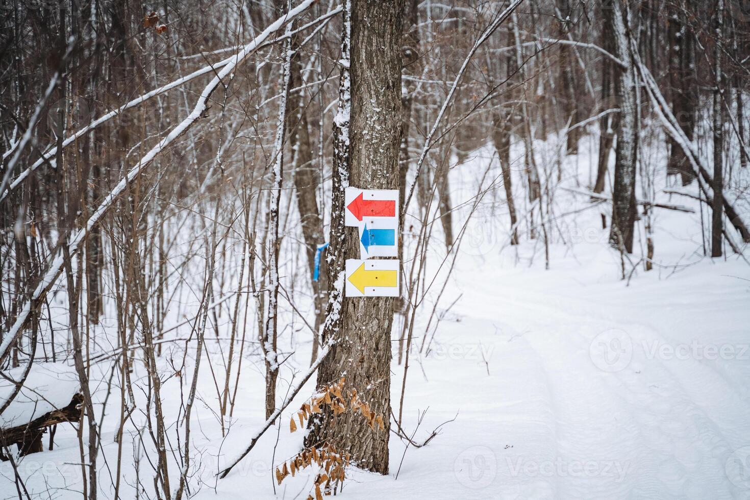 In a serene, snowy forest, there exists a vibrant red, yellow, and blue sign that is attached firmly to a tree trunk, adding a splash of color to the pristine white surroundings photo