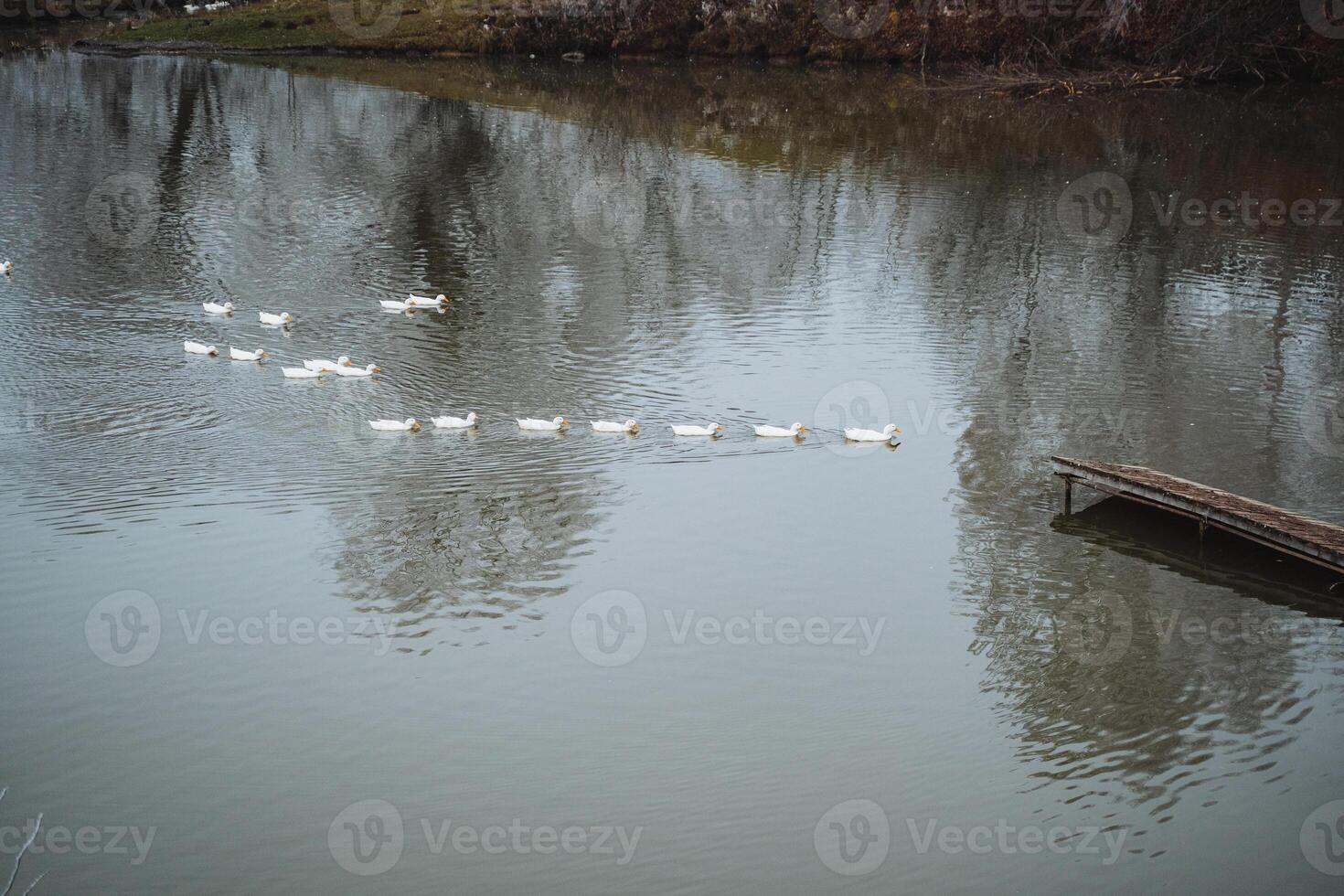 A beautiful and serene scene showcases a group of ducks peacefully swimming in a tranquil river, mirroring the lush trees along the bank photo