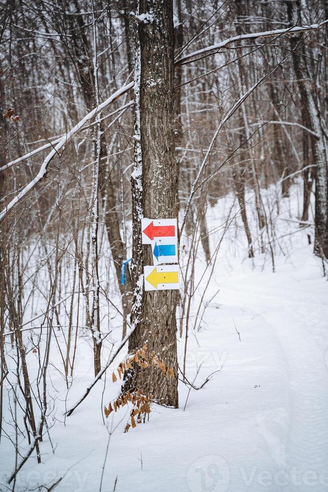 In a serene, snowy forest, a prominent tree trunk is adorned with a colorful sign featuring shades of red, blue, and yellow, contrasting beautifully with the white snow surrounding it photo