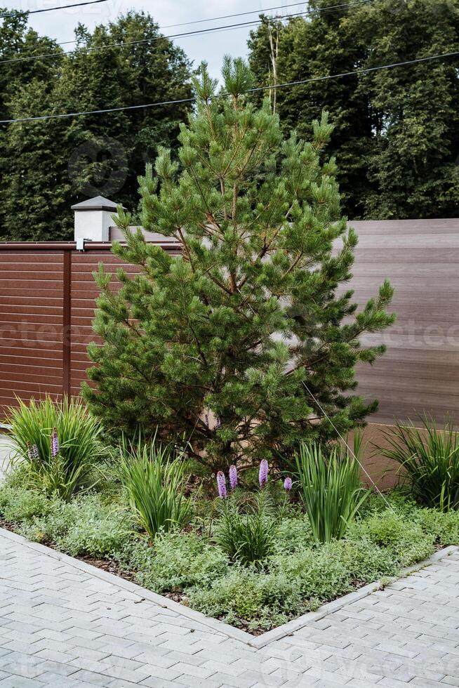 In the center of a beautiful garden, there stands a tall pine tree, surrounded by lush greenery and other plants, creating a serene and idyllic atmosphere of natures beauty photo