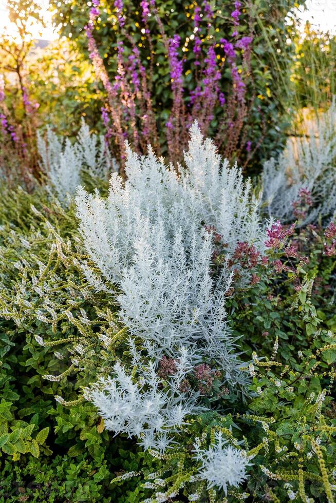 In a vibrant garden, there exists a bush that is adorned with an array of beautiful white flowers alongside some striking purple flowers, creating a lovely display of nature photo
