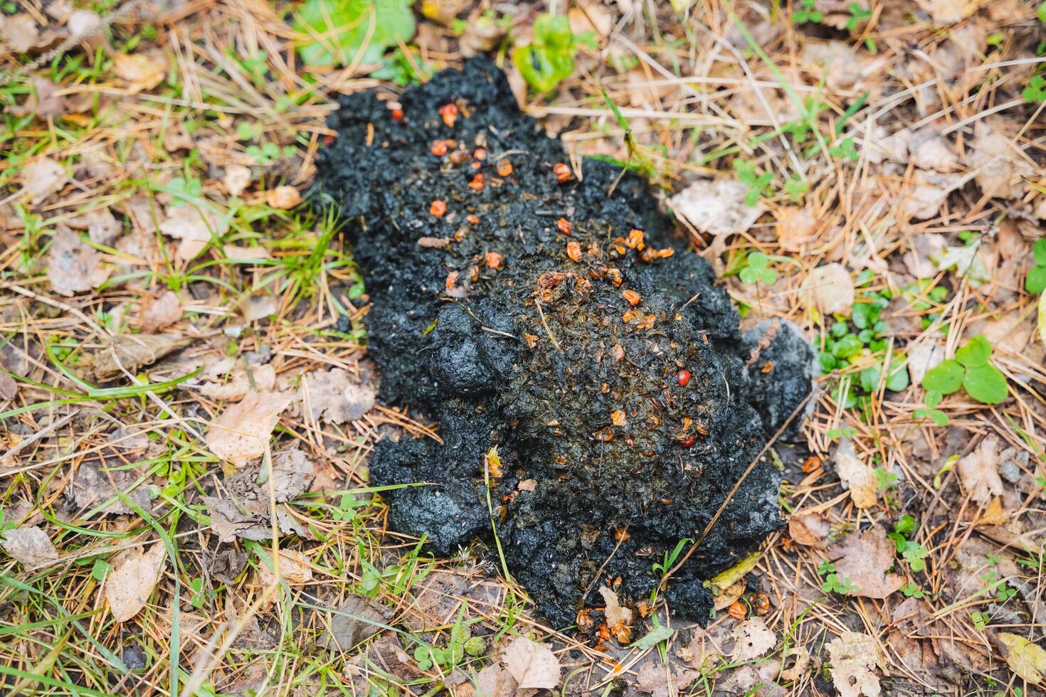 Discovering wildlife scat in its natural habitat can provide significant insights into the health and dynamics of various ecosystems photo
