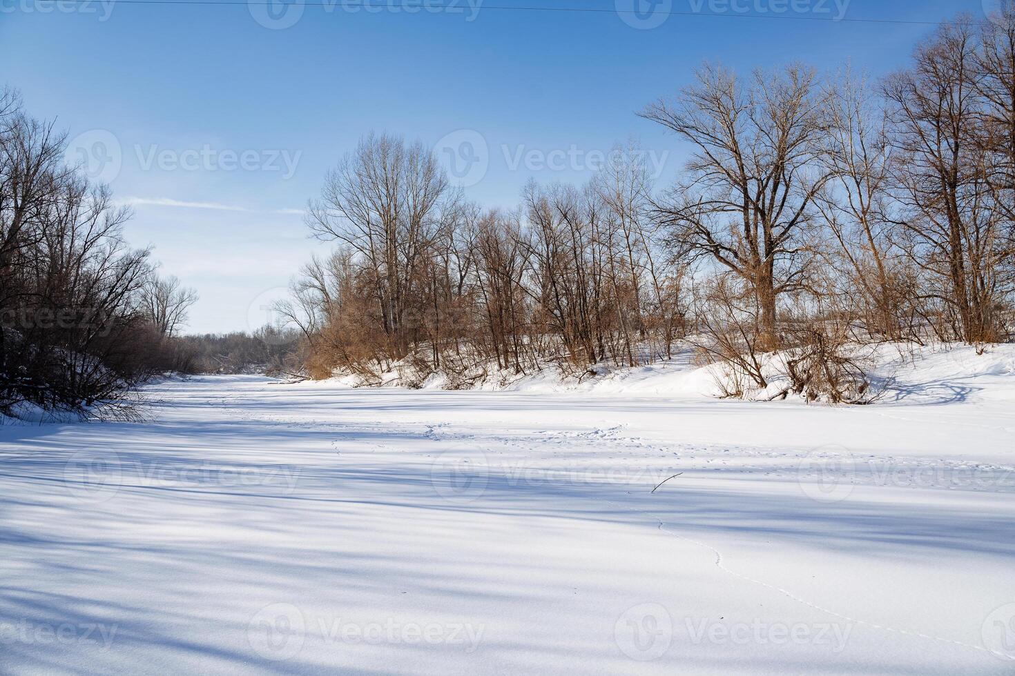 Snowcovered field with trees under a clear blue sky photo