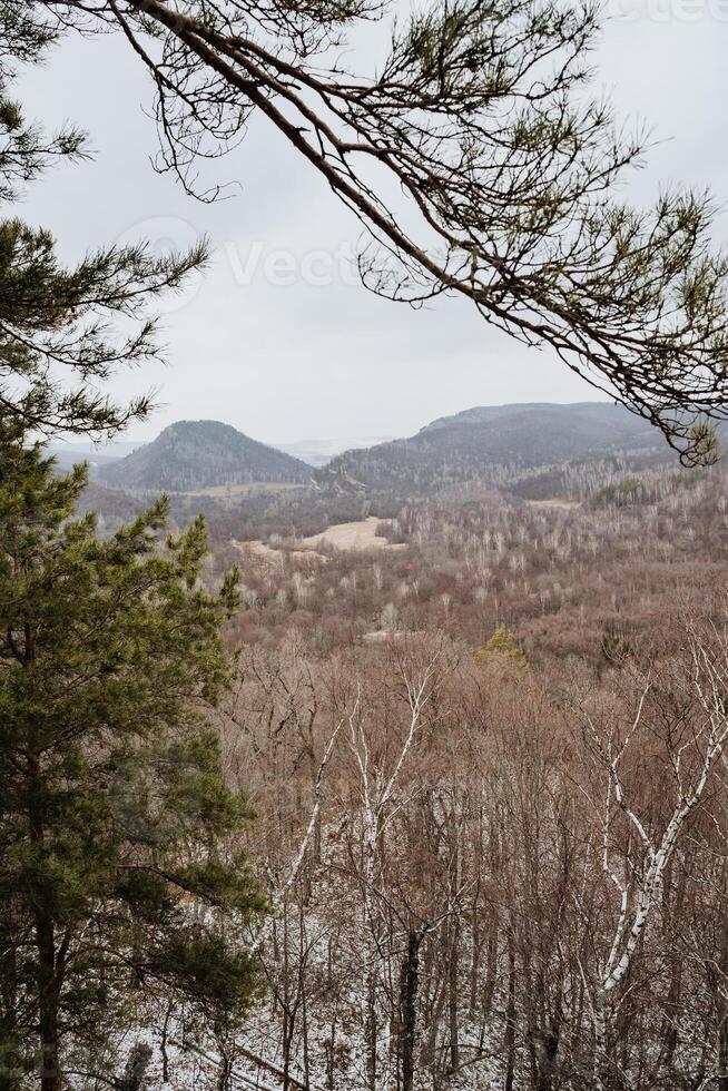 This captivating and enchanting view showcases a lush, vibrant green forest, while majestic mountains rise elegantly in the background, framed beautifully by the delicate branches of a tree photo