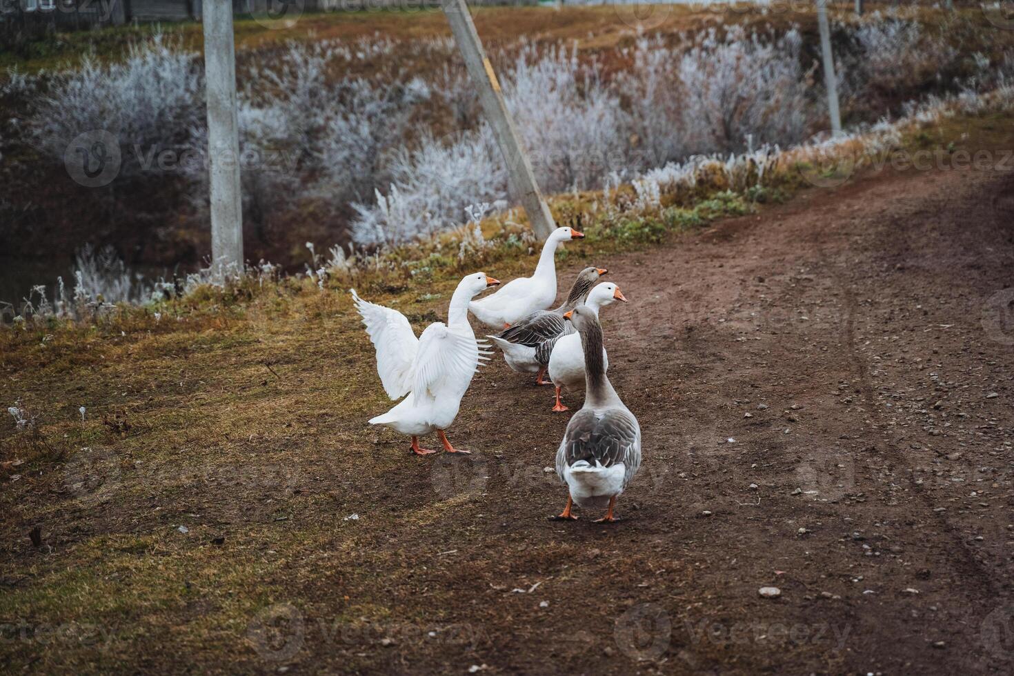 A peaceful flock of geese slowly strolls down a tranquil dirt path in a serene rural setting, perfectly embodying the essence of outdoor life photo