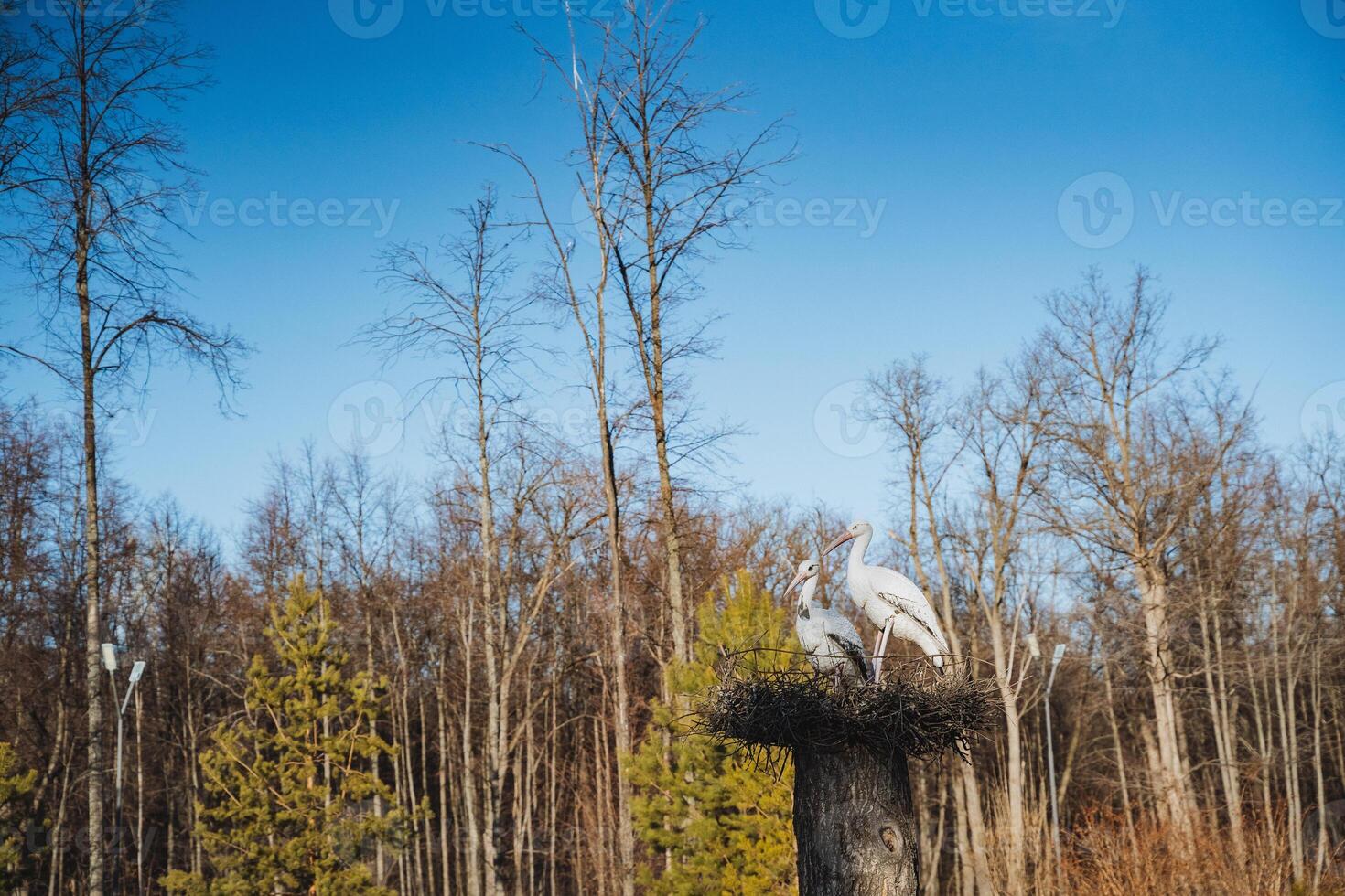 Two beautiful birds are peacefully sitting together in a cozy nest located on top of a sturdy tree stump right in the heart of a lush green forest, surrounded by nature and tranquility photo