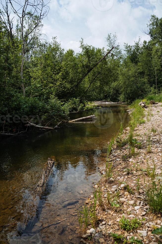A river peacefully flows through the forest, creating a serene landscape embraced by nature, providing a tranquil environment for various living beings to thrive and enjoy photo