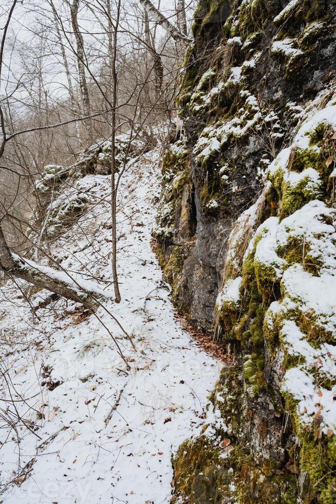 In a stunning snowy forest, majestic trees tower above, and rugged rocks are covered in pristine white, creating a serene and picturesque landscape that captivates the heart photo