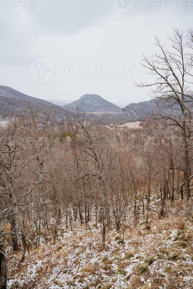 In a snowy forest, surrounded by majestic mountains in the background, stands a tranquil scene of leafless trees, creating a beautiful winter landscape filled with white and serenity photo