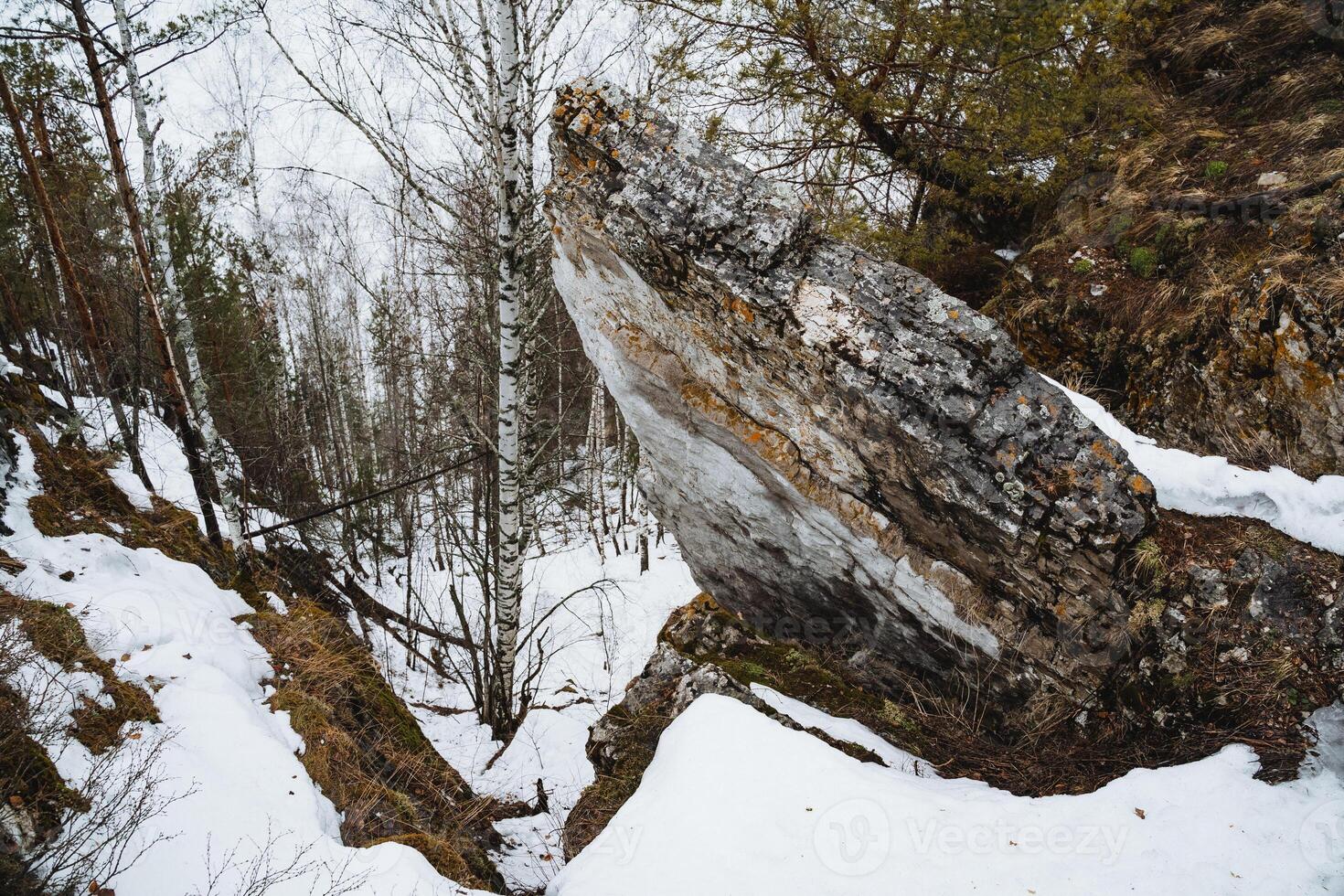Snowcovered tree trunk in a freezing winter forest photo