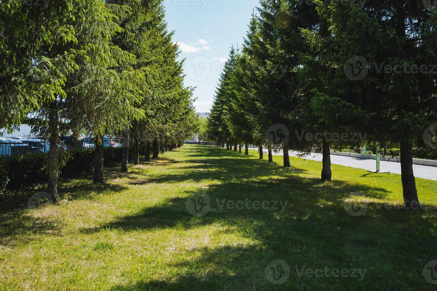 A stunning line of trees bordering the roadside enhances the natural scenery, improving the overall aesthetics of the surroundings with a touch of beauty and tranquility photo