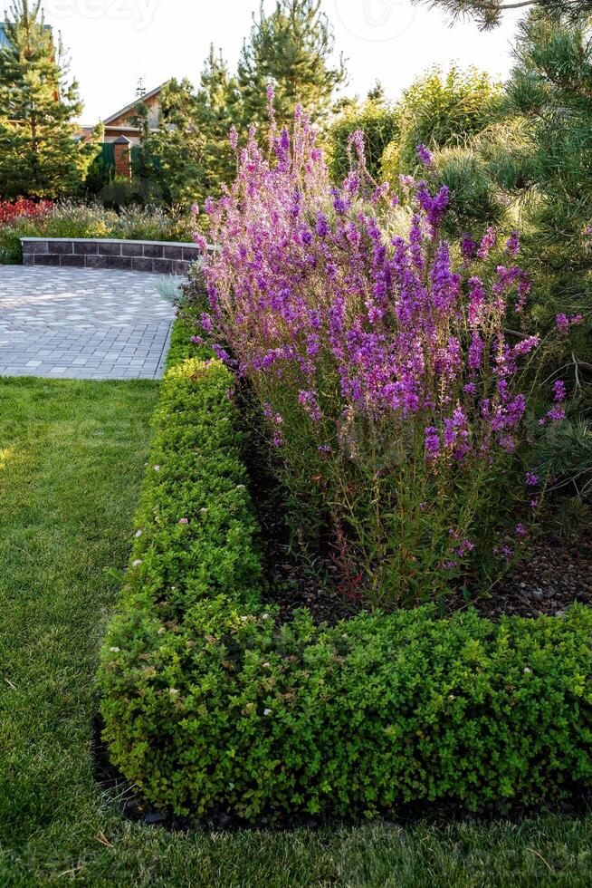 This beautifully designed garden features vibrant purple flowers against lush greenery, creating an inviting landscape perfect for relaxation and enjoyment for nature lovers photo