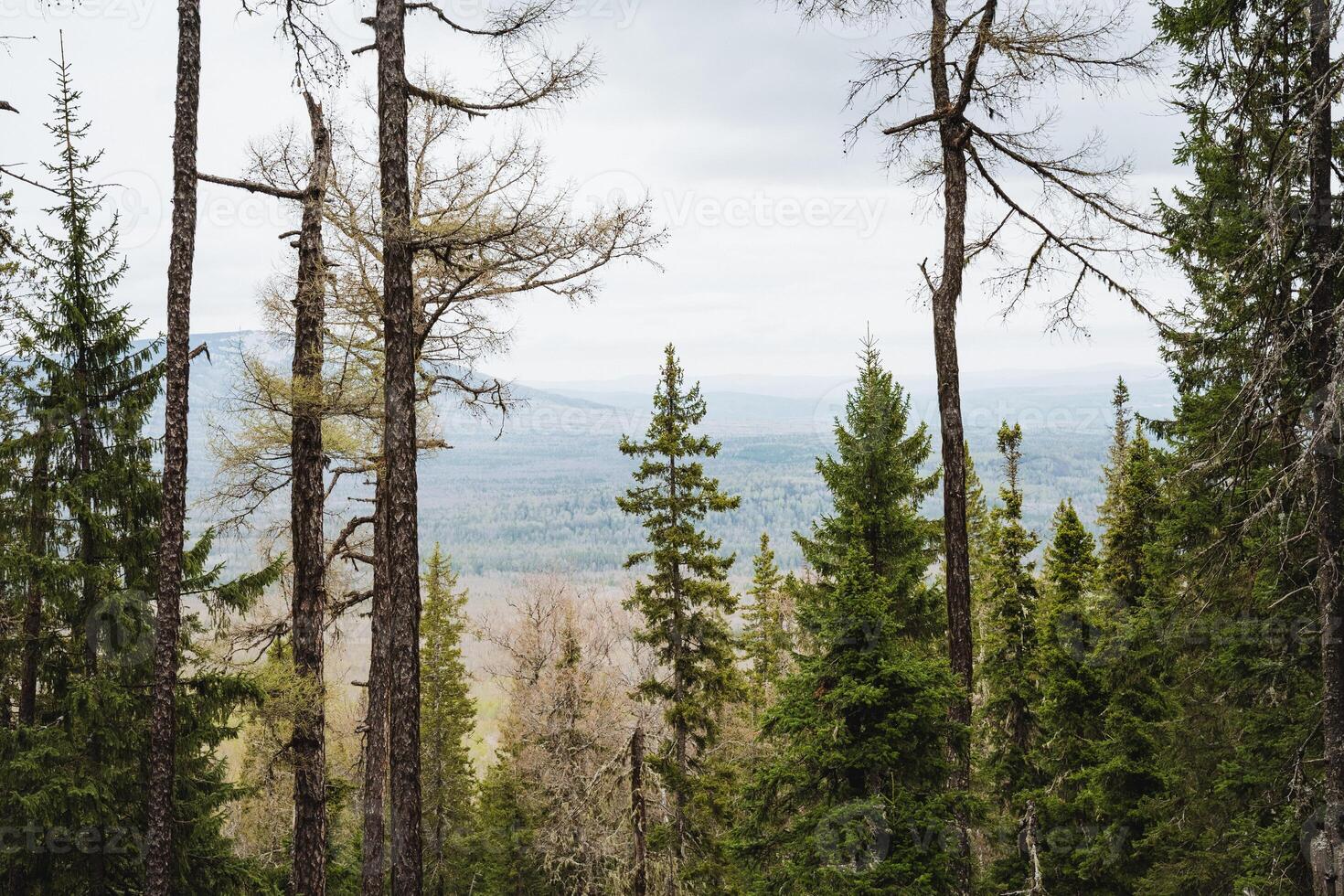 Sky, trees, mountains in the background in a temperate forest landscape photo