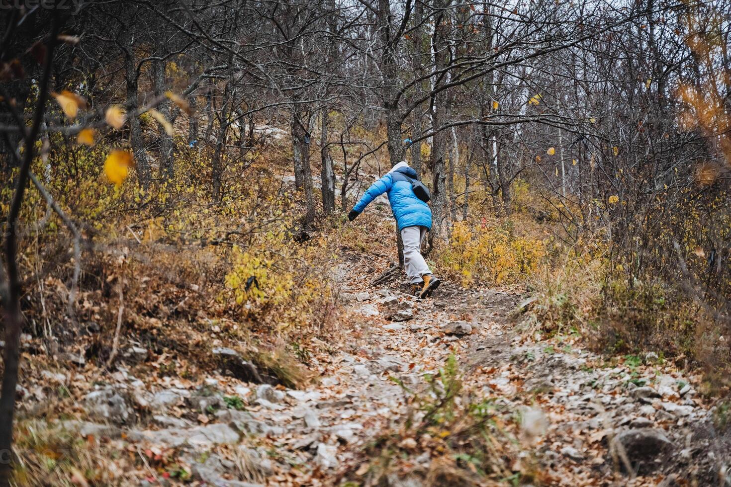 A fashionable individual sporting a vibrant blue jacket leisurely strolls down a picturesque pathway meandering through serene woods, enveloped by lush trees and vibrant greenery all around photo