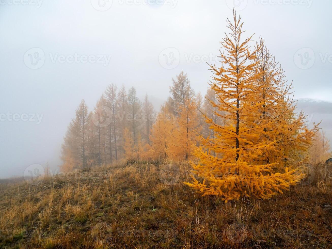 Autumn steep slope and forest in dense fog. Stone hillside with larches trees in morning in thick low clouds. Mountainside with firs and autumn flora in mist. Fading autumn colors. photo