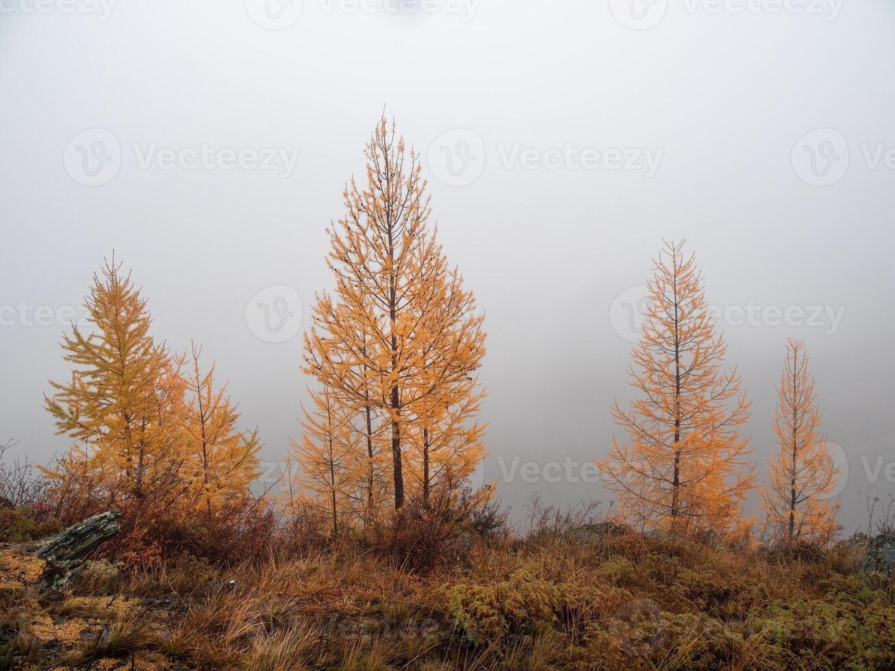 Autumn steep slope and golden forest in dense fog. Stone hillside with larches trees in morning in thick low clouds. Mountainside with firs and autumn flora in mist. Fading autumn colors. photo