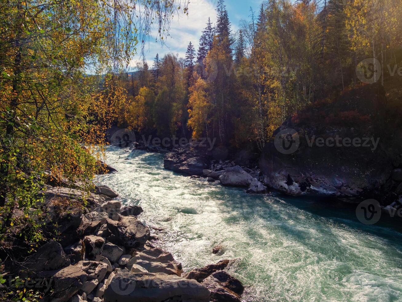 Colorful river in the fall. Golden leaves on trees along turquoise stormy mountain river in sunshine. Bright scenery with mountain river and yellow trees in autumn colors in fall time. photo