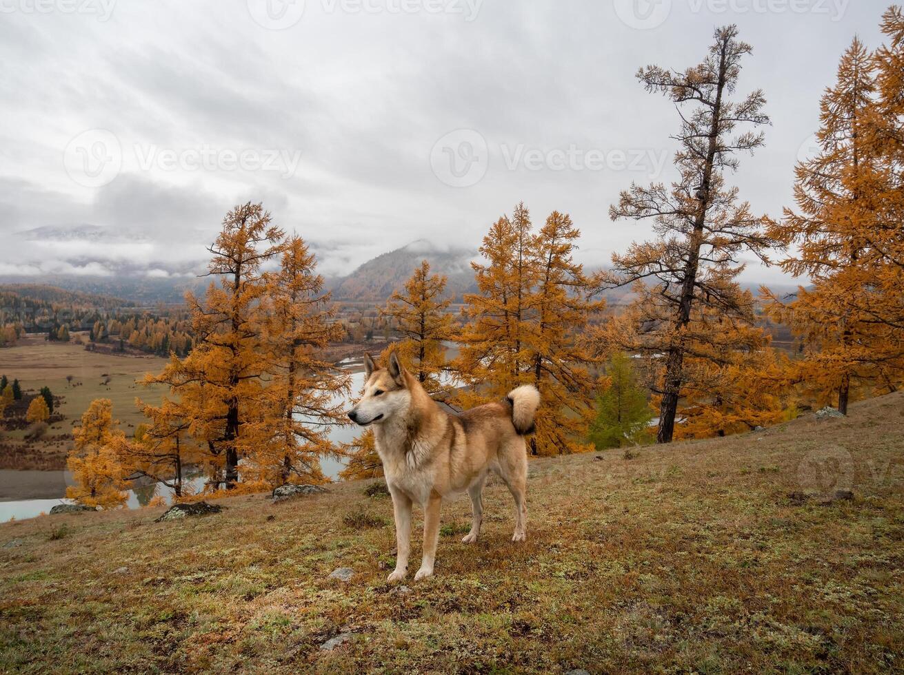 Red dog in the autumn forest on top of a mountain. Resting shepherd in the Altai mountains. Traveling with a dog. Hiking with a dog. Healthy lifestyle. photo