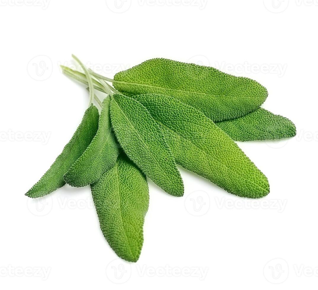 Fresh sage leaves on white backgrounds photo