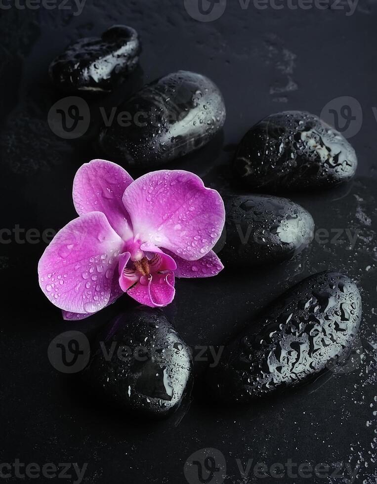 Orchid flower on black stone photo
