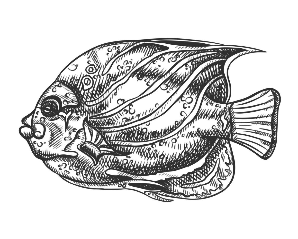 illustration of sea fish. A tropical underwater animal. Tropical element of natural world. For postcards, prints. Hand drawn textured sketch in black and white on isolated background vector