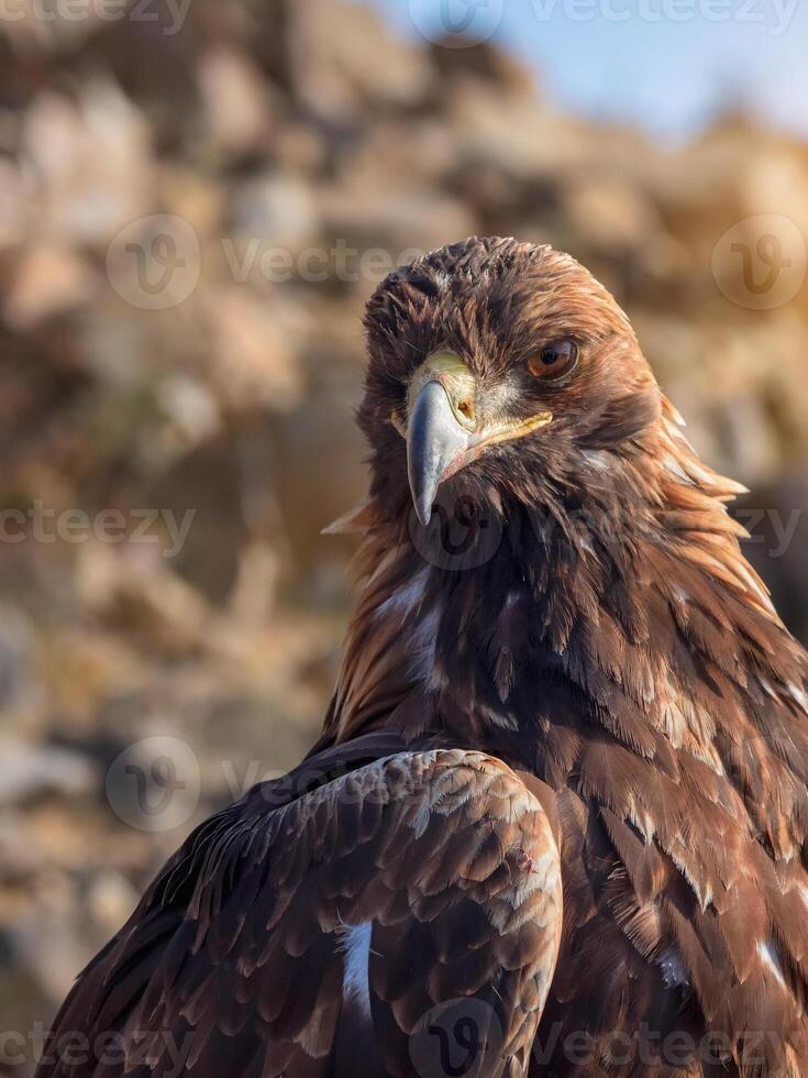 Close-up of Asian golden eagle or berkut. Head of an eagle, full face, selective focus. photo