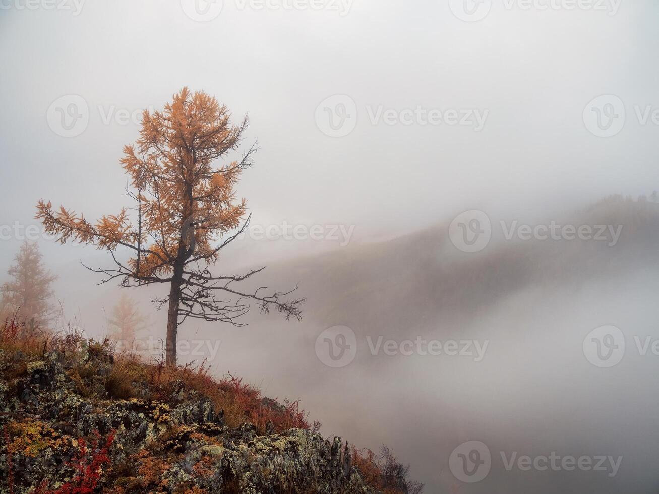 Diagonal stony steep slope and forest in dense fog. Stone hillside with larches trees in morning in thick low clouds. Mountainside with firs and autumn flora in mist. Fading autumn colors. photo