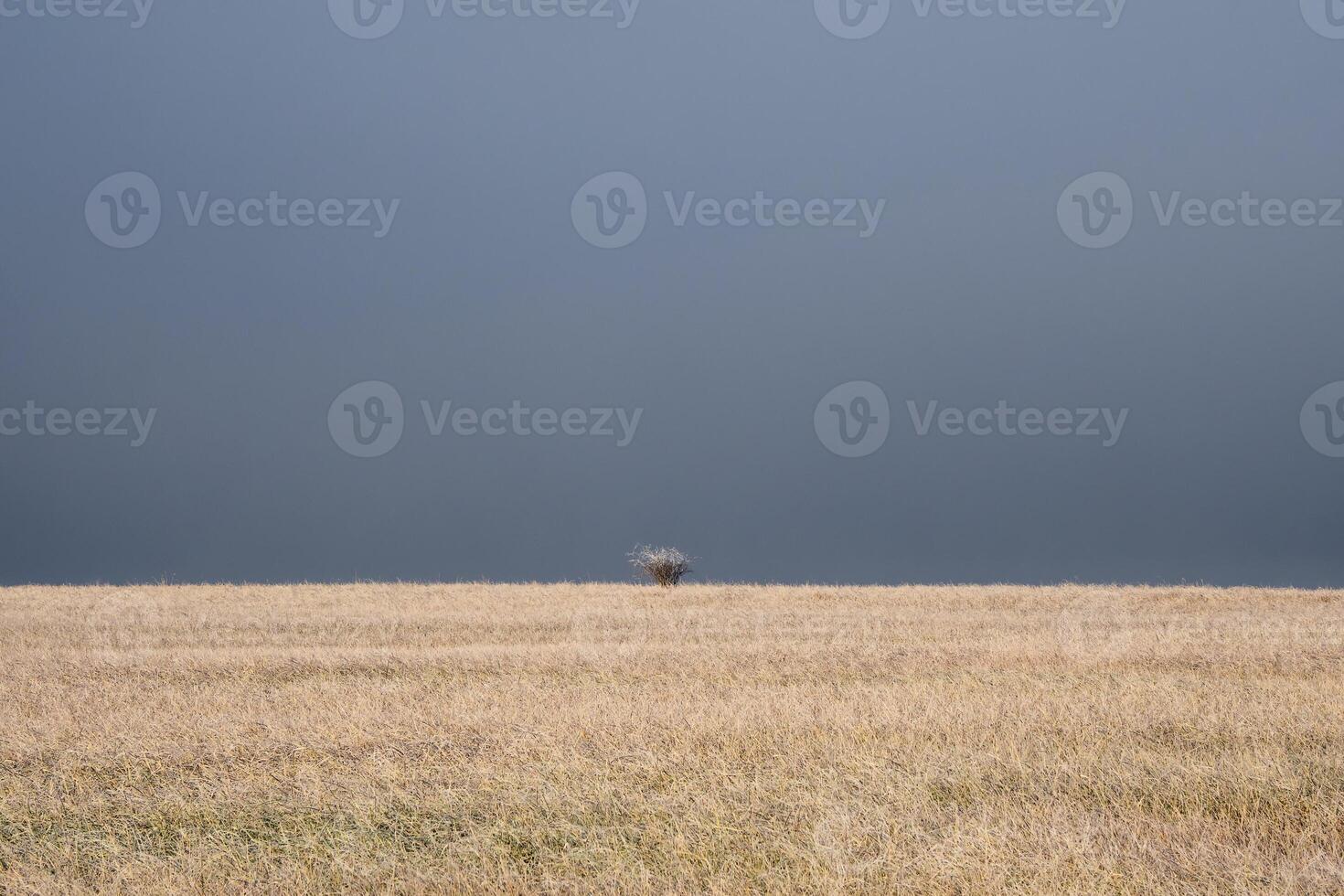 Lonely solitary tree in an open autumn field in the fog looking empty dismal depressing desolate bleak stark grim dramatic moody drab dim photo
