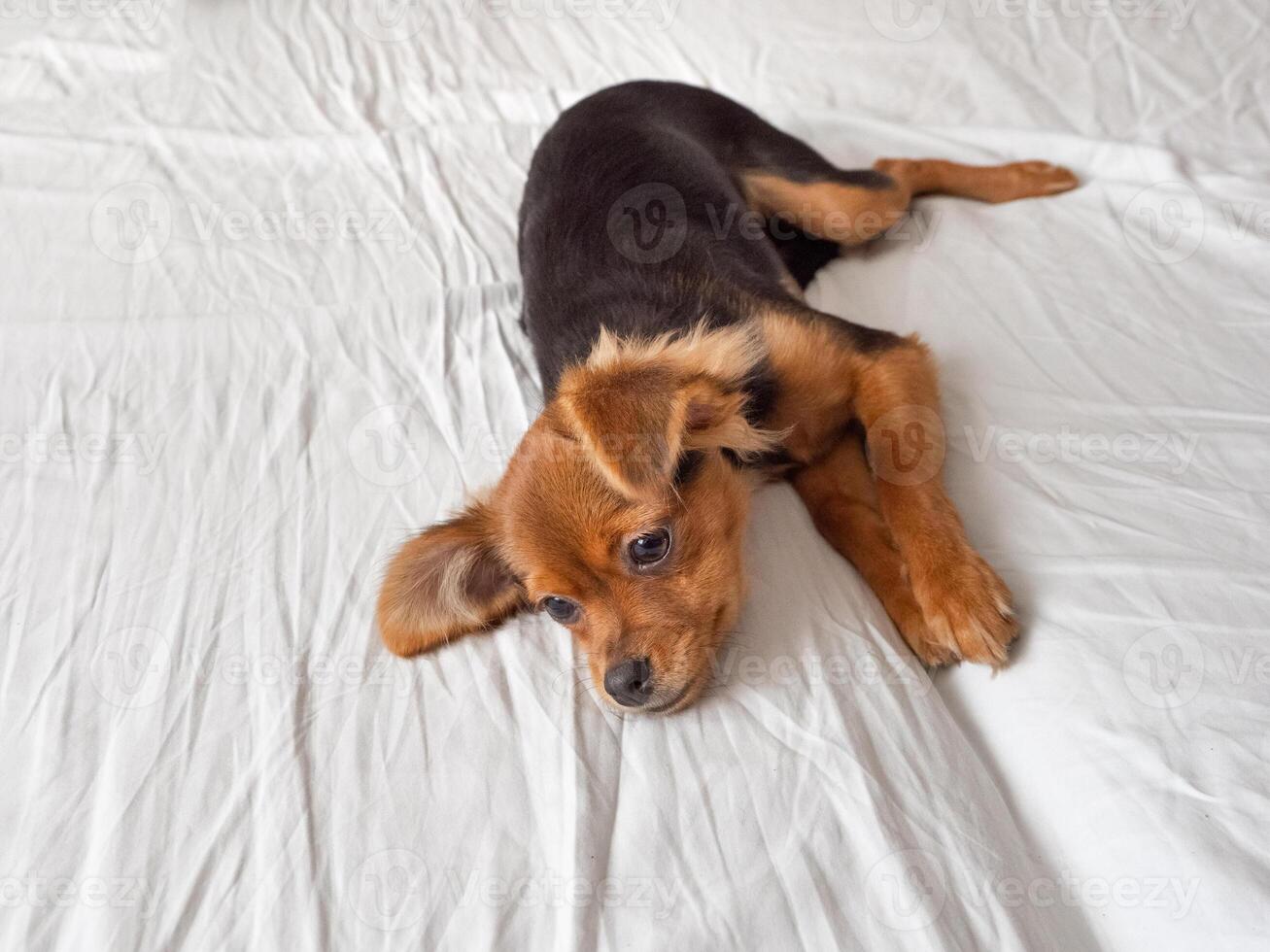 Sick dog is lying on a white surface. Russian toy terrier dog, copy space photo