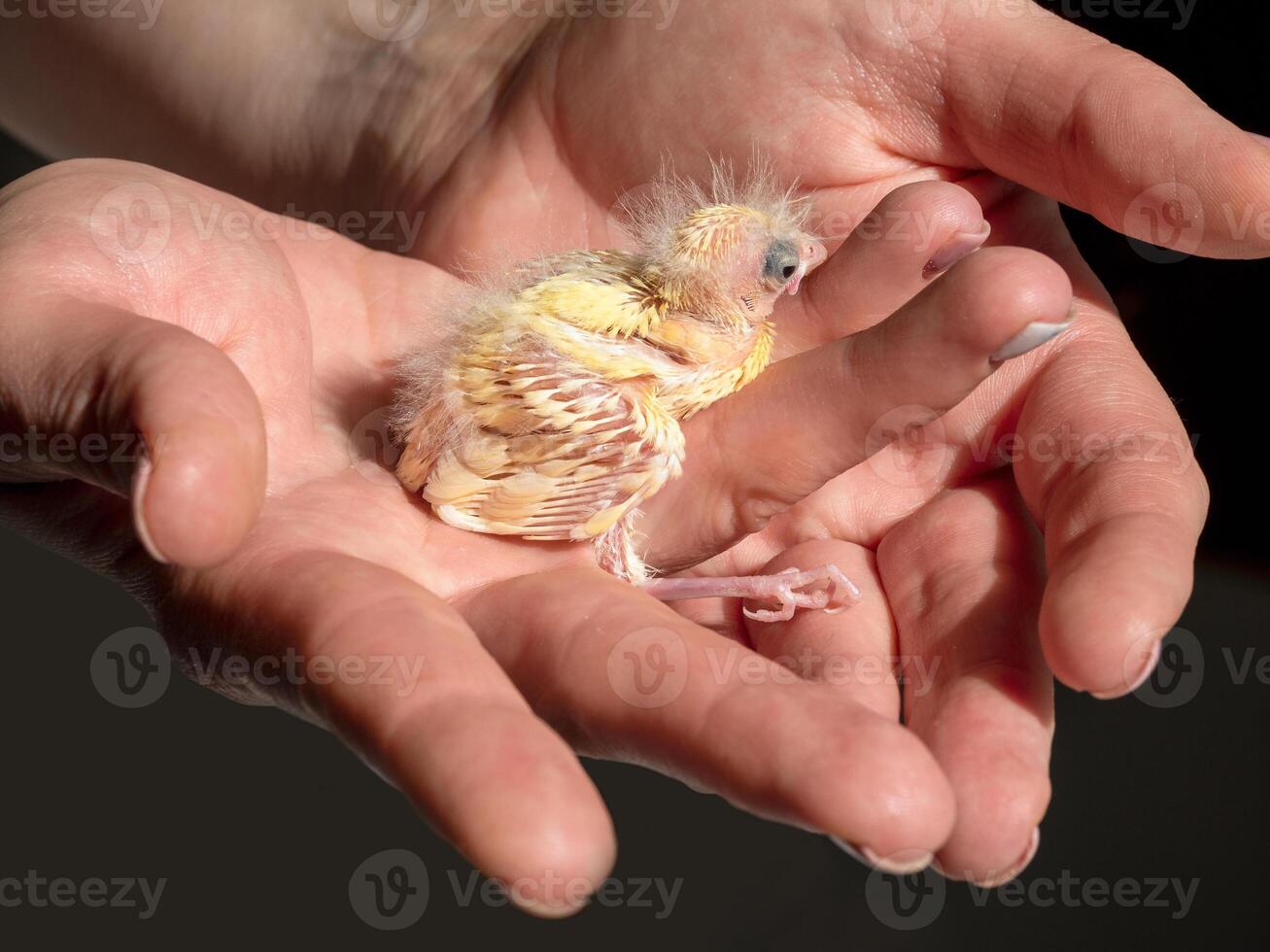 Selective focus. Close-up of newly hatched canary chick on a human palm will be warmed by love and the warmth of the sun. Spring replenishment in the family. Breeding of songbirds at home. photo