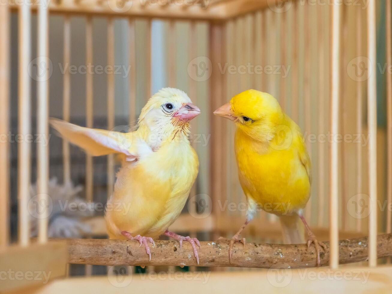 Selective focus. Baby canary learn to fly under the supervision of his mom. Feeding a baby canary. photo