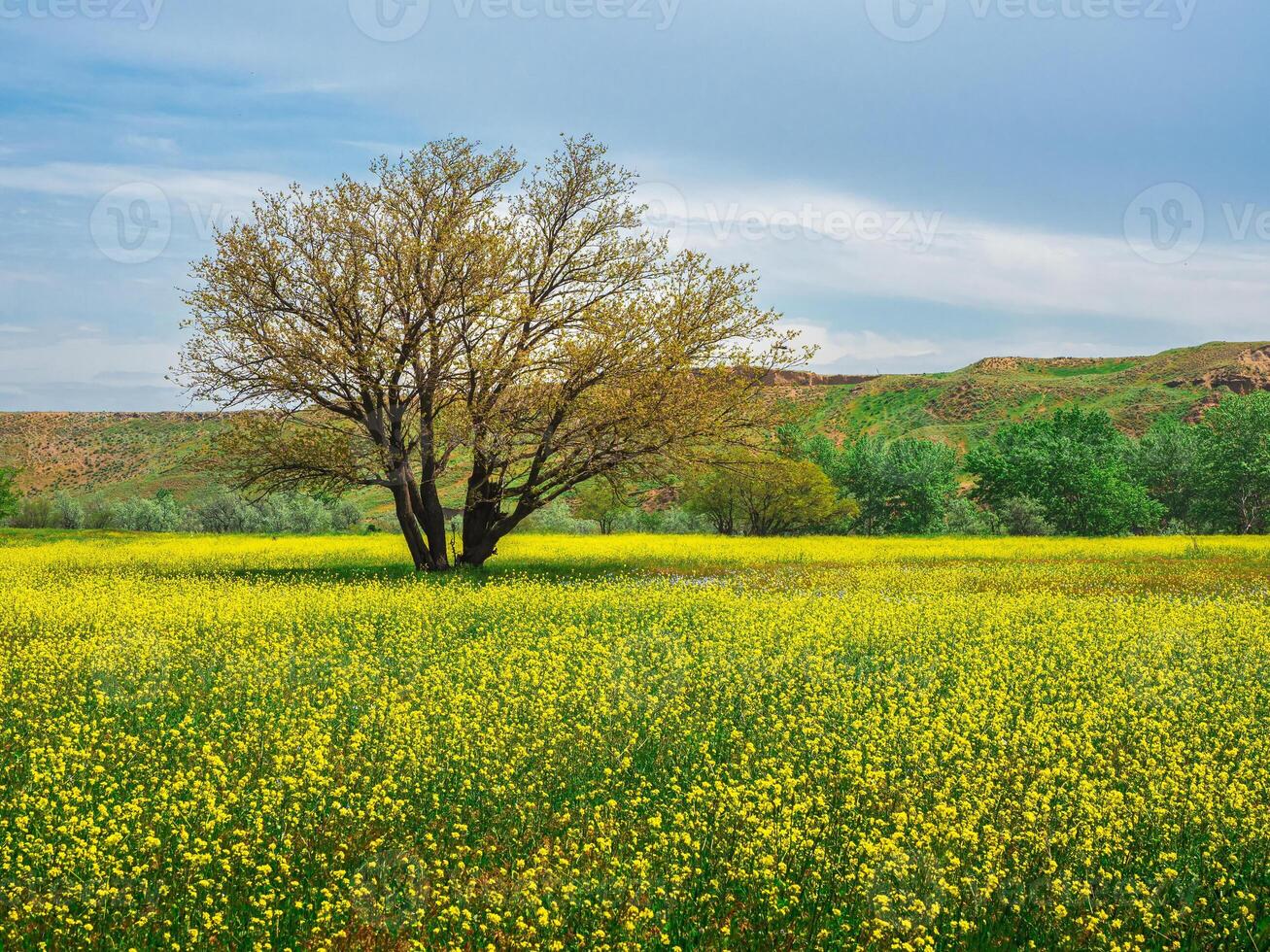 Yellow field of flowering rape and tree against a blue sky. Natural landscape background with copy space. Amazing bright colorful spring landscape for wallpaper photo