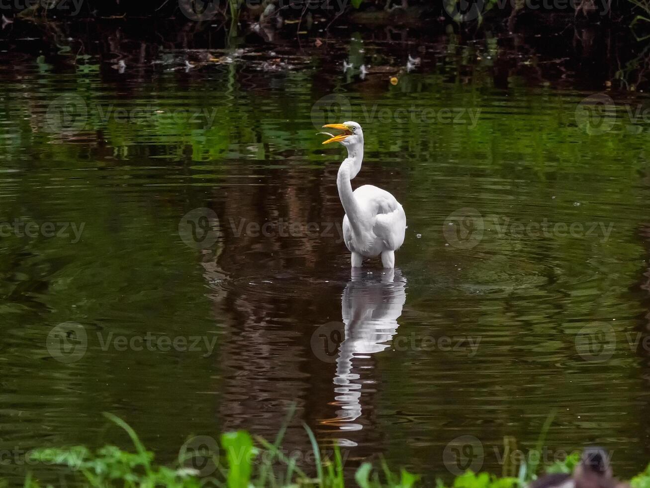 Flying fish at the beak of a heron. Herons in the wild. photo