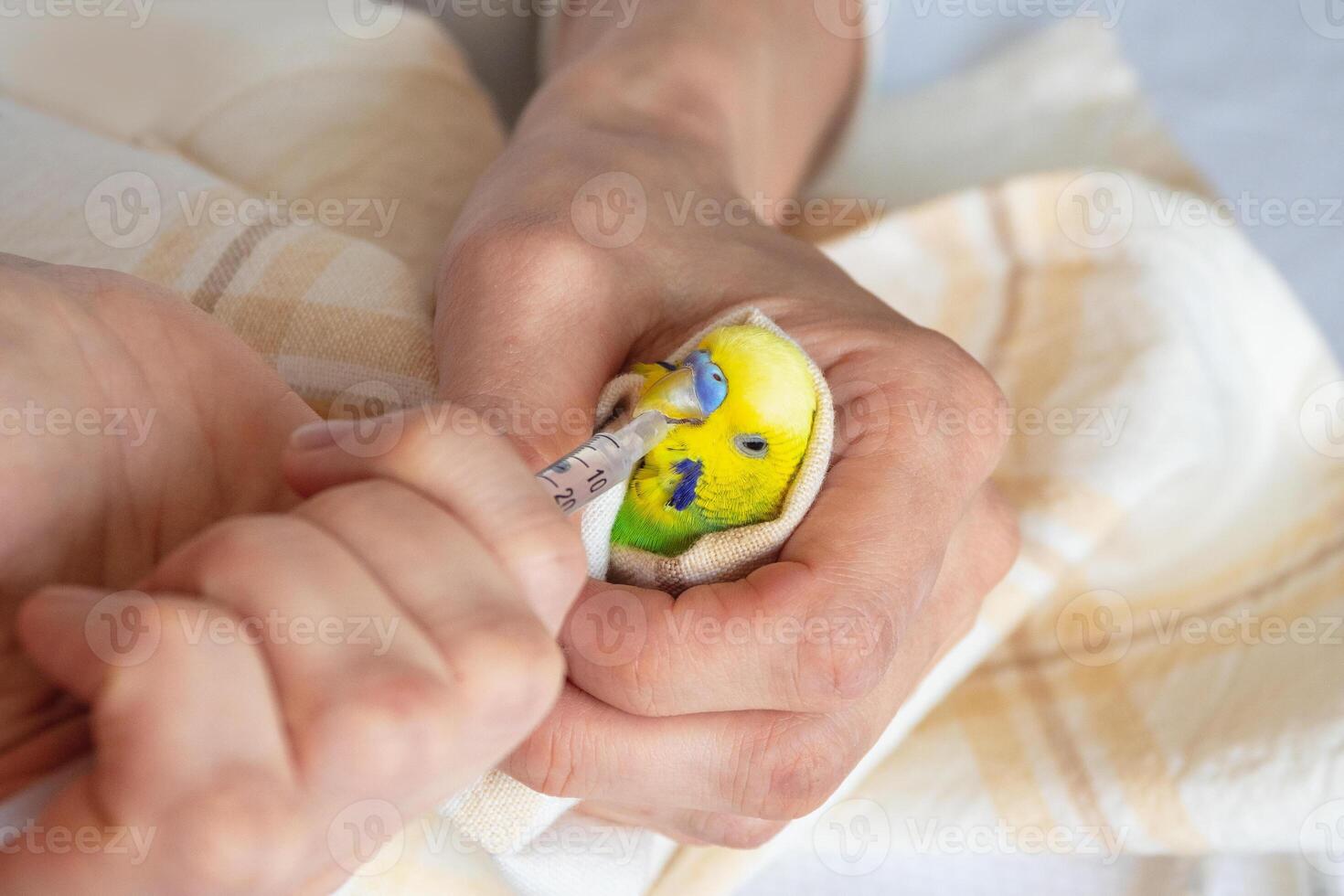 Parrot treatment. Veterinarian treats parrot bird. photo