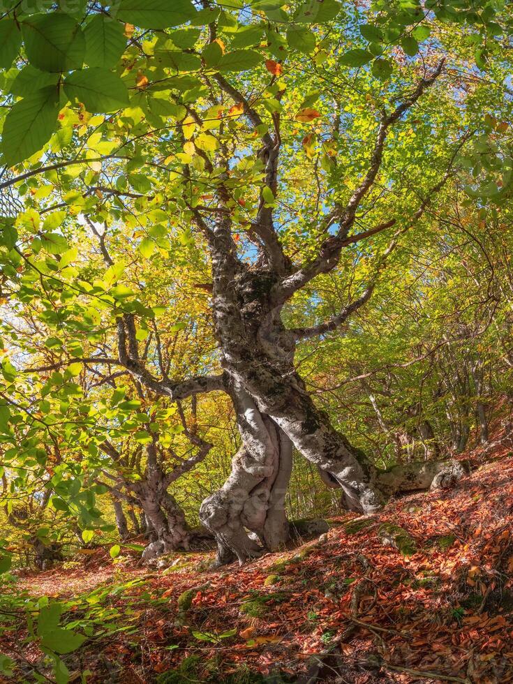 Sunny autumn beech forest with fancy tree trunks photo