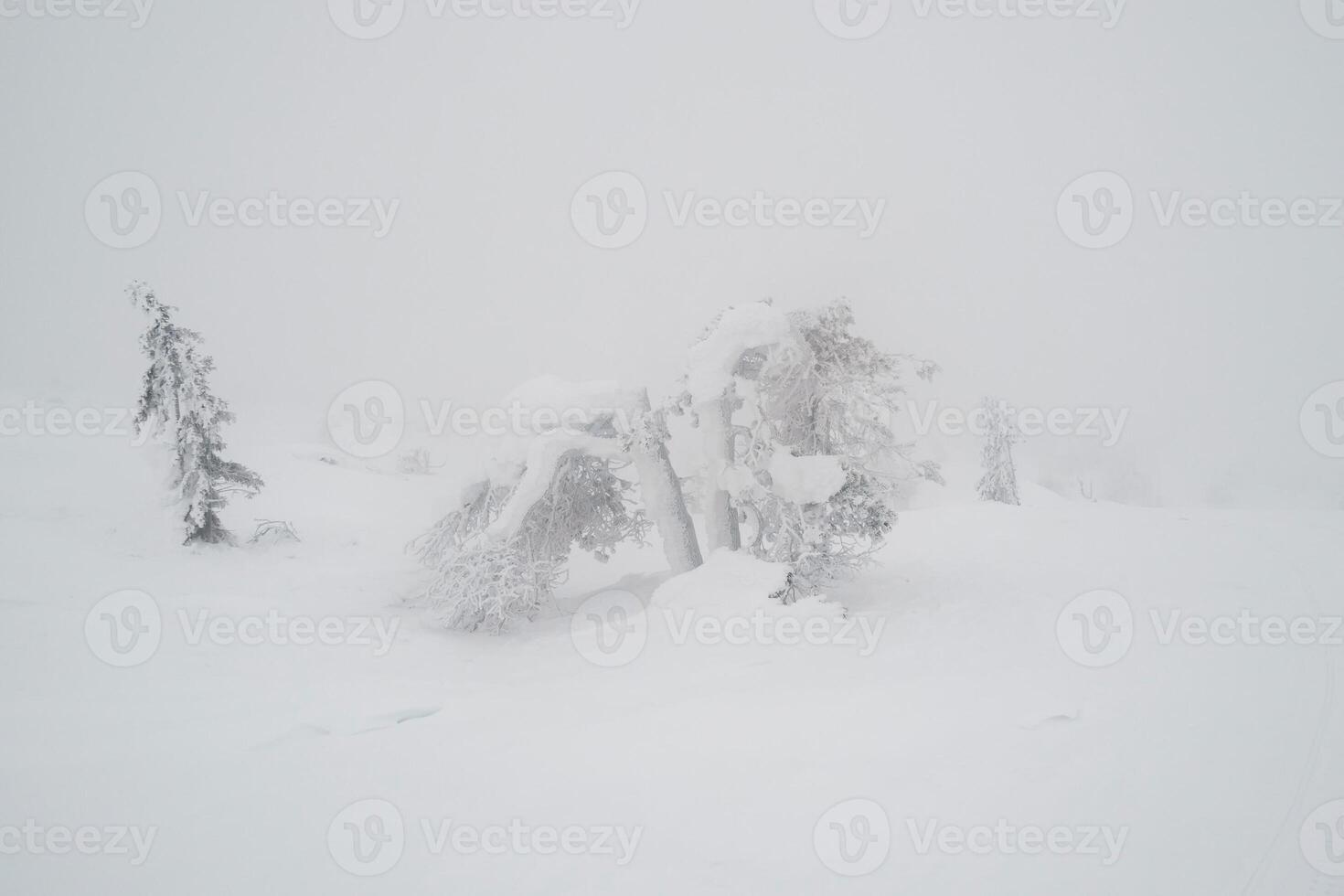 Foggy forest in winter, minimalistic view. photo