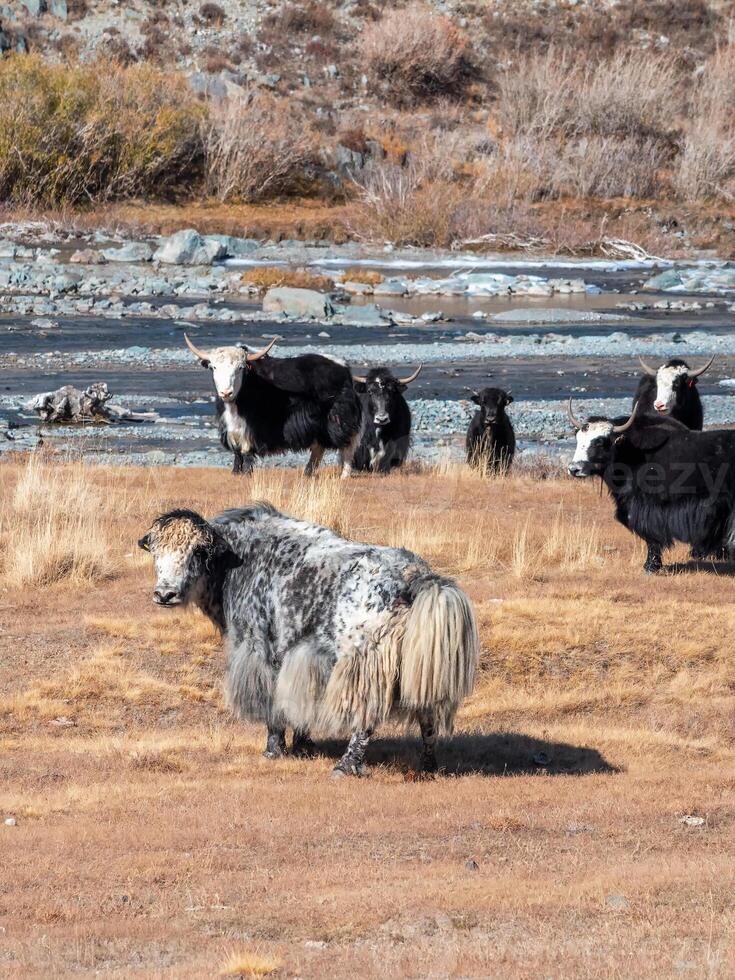 Vertical view of yaks grazing on autumn pastures in the steppes of Mongolia. Mongolian cattle in the sunny morning. photo