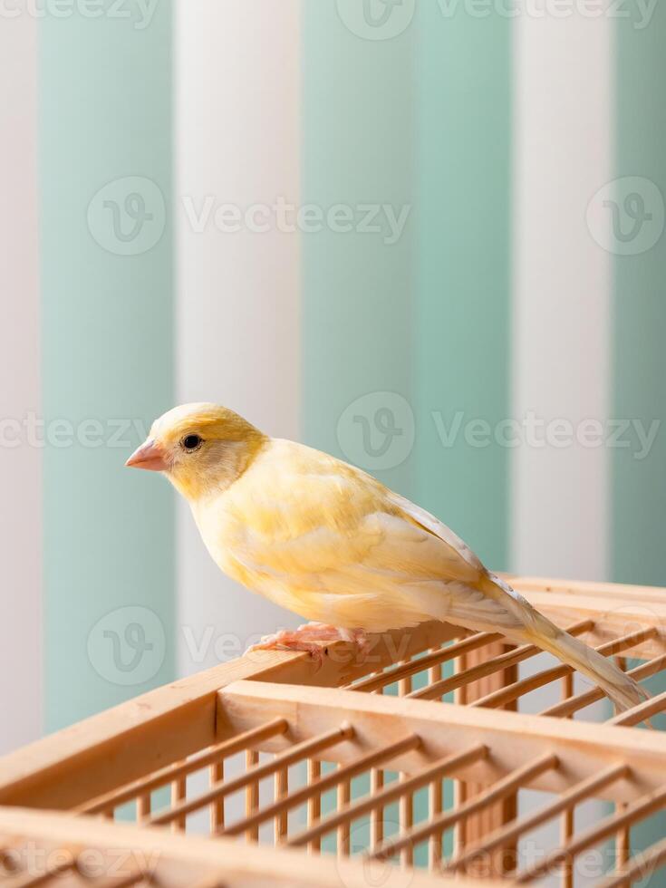 Vertical view of young male Curious orange canary looks straight sitting on a cage on a light background. Breeding songbirds at home. photo