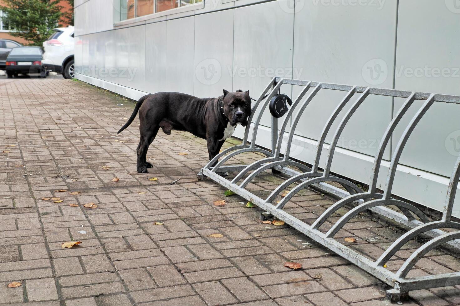 American Bully dog is on a leash waiting for his master. Dog is in the parking lot. photo