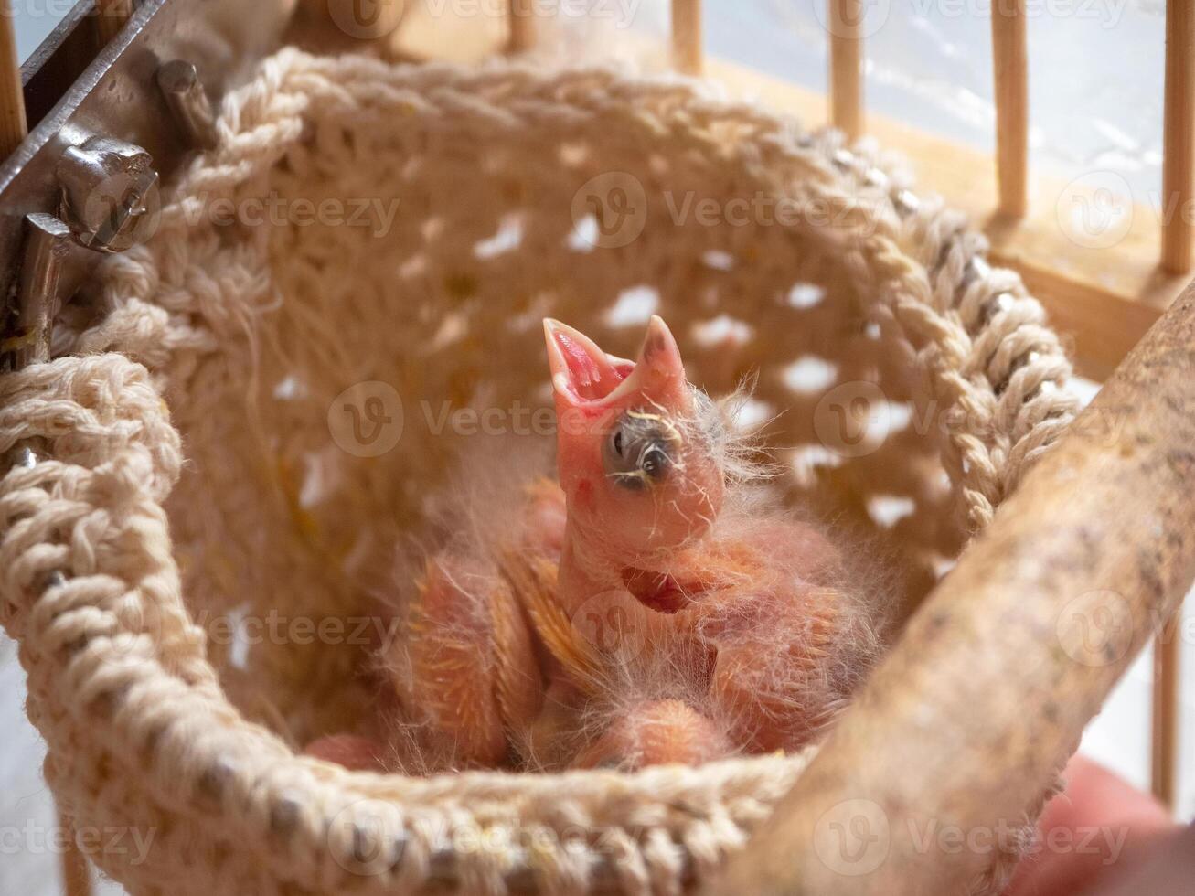 Newly hatched canary chick and eggs in the nest. Baby chick scre photo