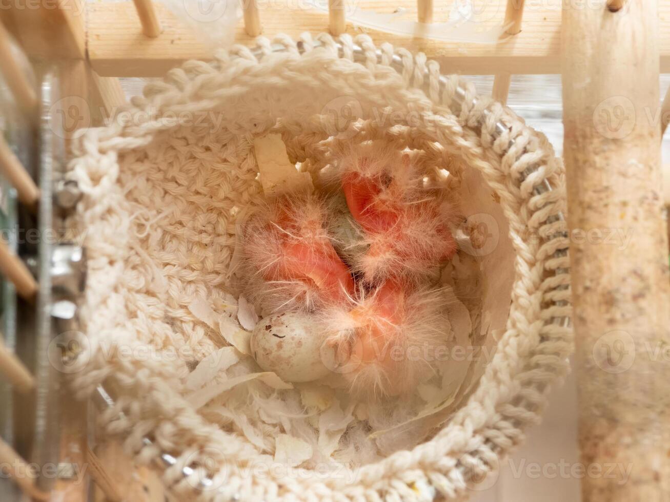 Just hatched three canary chicks from an egg in the nest. Spring replenishment in the family. Breeding of songbirds at home. photo
