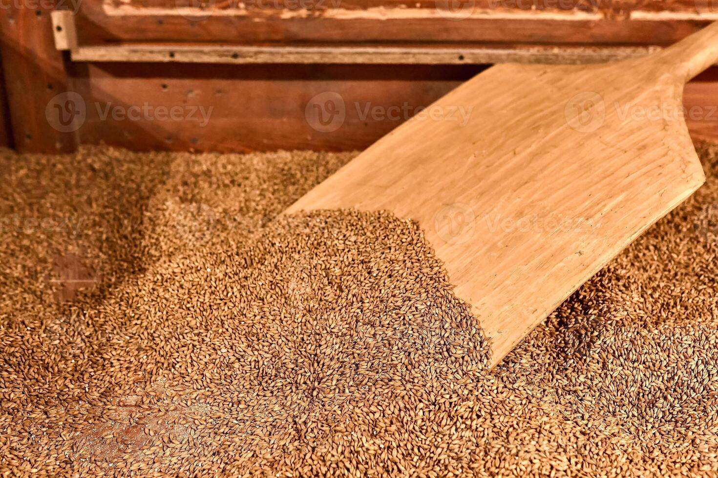 Malting barley malt. Small family business. Craft beer production. photo